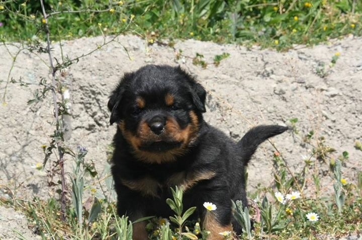 Isula Rott - Rottweiler - Portée née le 01/04/2016